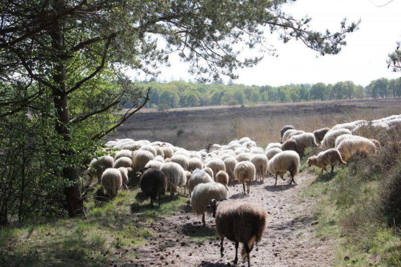 Ludiek Eten En Slapen Havelte Exterior photo